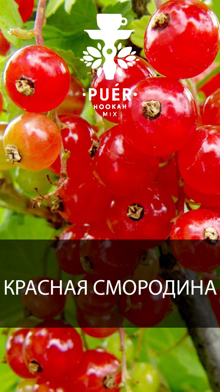 Табак Puer - Monastic berry (Красная Смородина) 100 гр